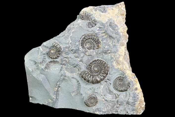 Ammonite (Promicroceras) Cluster -Somerset, England #86253